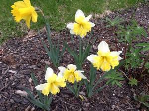 daffodils, spring flowers, yellow and white flowers